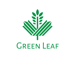 Green Maple Leaf logo design