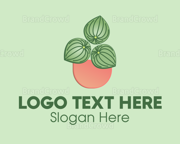 Watermelon Peperomia Plant Logo