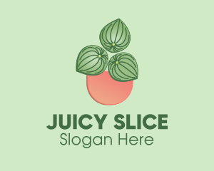 Watermelon Peperomia Plant logo design