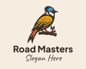 Colorful Kingfisher Bird Logo