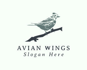 Avian - Swallow Bird Avian logo design