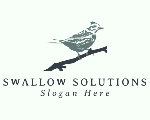 Swallow - Swallow Bird Avian logo design