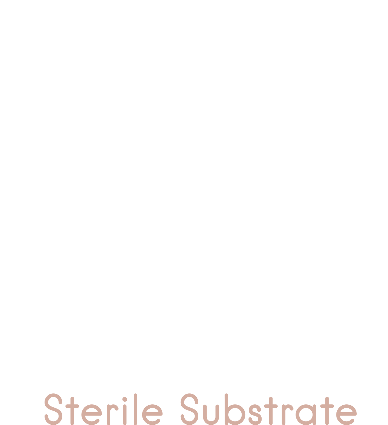 Saylor's's web page