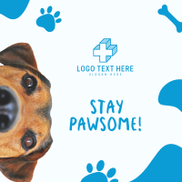 Stay Pawsome Instagram Post Preview
