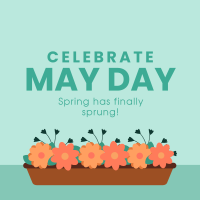 Celebrate May Day Instagram Post Design