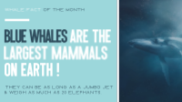 Fascinating Whale Trivia Animation Preview