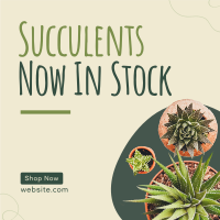 New Succulents Instagram post Image Preview