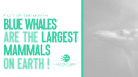 Fascinating Whale Trivia Animation Preview