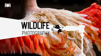 Nature Wildlife Photography YouTube Banner Design
