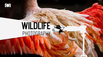 Nature Wildlife Photography YouTube cover (channel art)