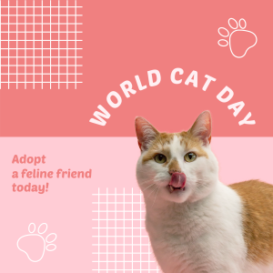 World Cat Day Adoption Instagram post