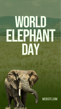World Elephant Day Video Image Preview