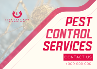 Straight Forward Pest Control Postcard Image Preview