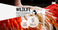 Wildlife Photography Contest Facebook ad Image Preview
