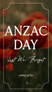 Poppy Flower Anzac Day Video Image Preview