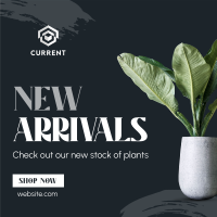 Minimalist Plant Alert Instagram Post Image Preview