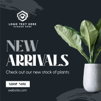 Minimalist Plant Alert Instagram Post Preview