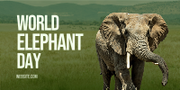 World Elephant Day Twitter post Image Preview