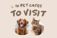 Furry Friends Pinterest board cover Image Preview