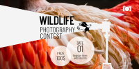 Wildlife Photography Contest Twitter post Image Preview