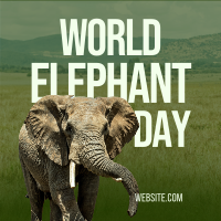 World Elephant Day Linkedin Post Image Preview