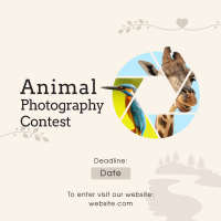 Animals Photography Contest Instagram Post Design