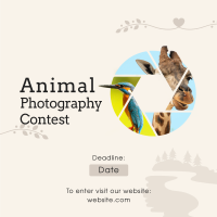 Animals Photography Contest Instagram post Image Preview