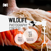 Wildlife Photography Contest Instagram post Image Preview