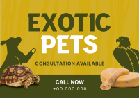 Exotic Vet Consultation Postcard Image Preview