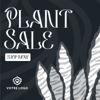 Bubbly Plant Sale Instagram post Image Preview