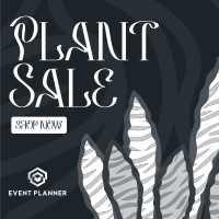 Bubbly Plant Sale Instagram Post Design