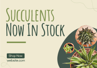 New Succulents Postcard Image Preview