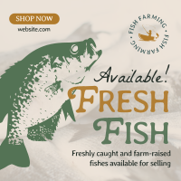 Fresh Fishes Available Linkedin Post Image Preview